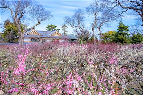 北野天満宮梅苑「花の庭」c北野天満宮